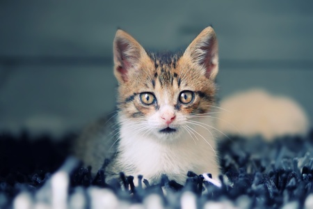 Photo of lying kittenの写真素材