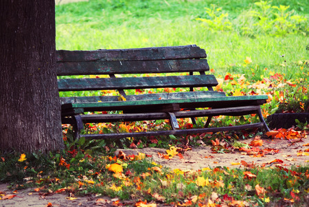 bench, tree and autumn leaves