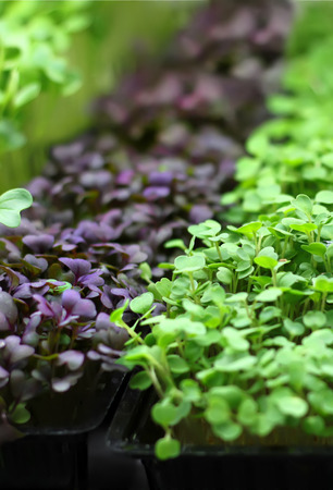 different green sprouts