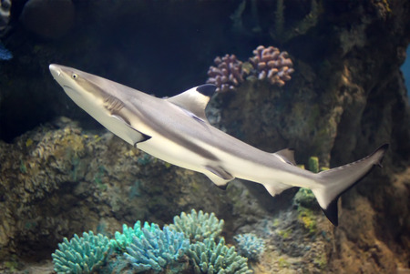 shark in aquariumの写真素材