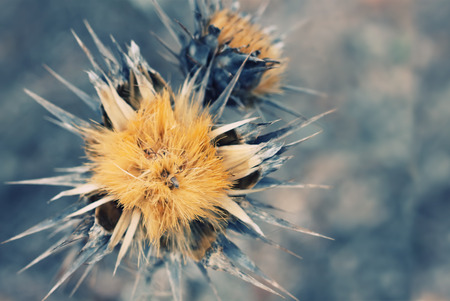 thistle on blue backgroundの写真素材