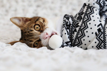 Photo of cute cat wearing xmas costumeの写真素材