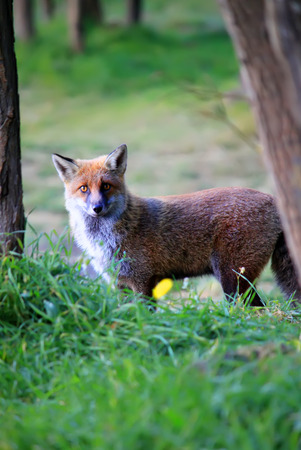 This is photo of fox on Etna, Sicilyの写真素材
