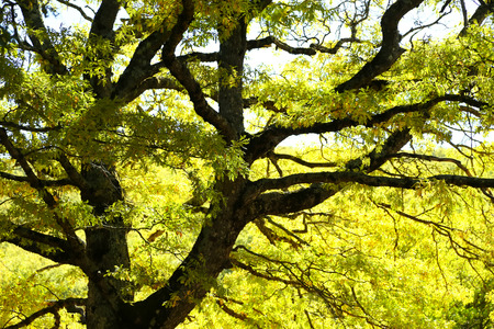 Photo of tree with green leavesの写真素材