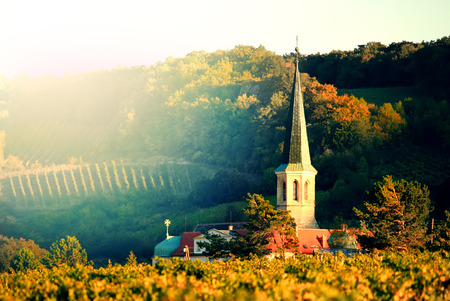 vineyard and churchの写真素材