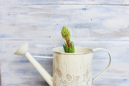 Photo of hyacinth flower with wooden backgroundの写真素材