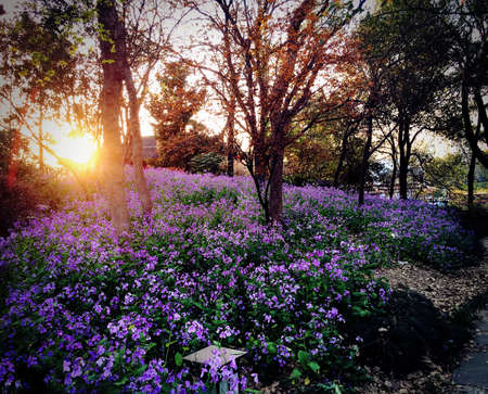 Field of flowers in a parkの写真素材