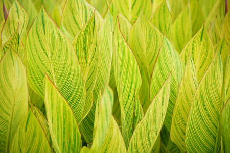 Lush green plants background