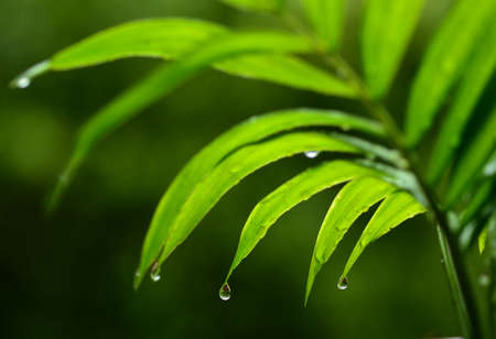 Rain in the grassの写真素材