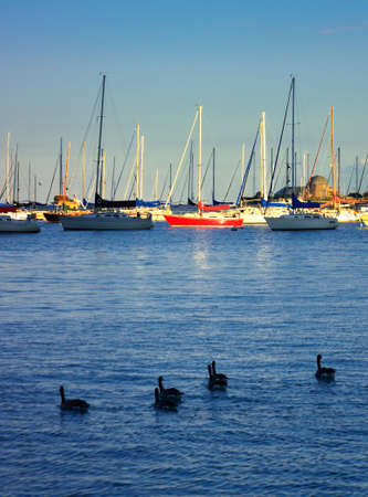 Yacht and wild duckのeditorial素材