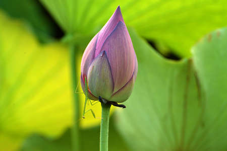Close up to a playing mantis on a lotus budの写真素材