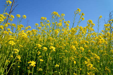 Rape blossoms