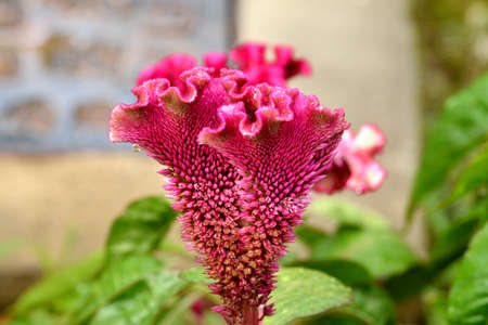 Cristataの写真素材