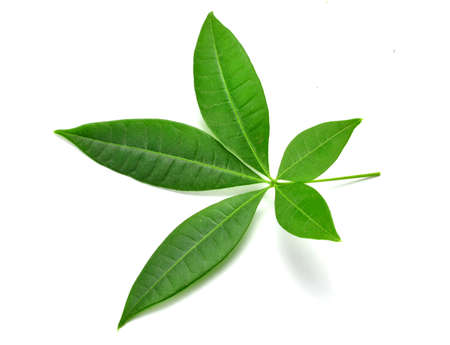 Green leafの写真素材