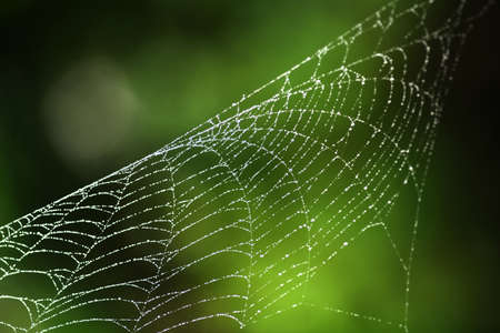Spider Web