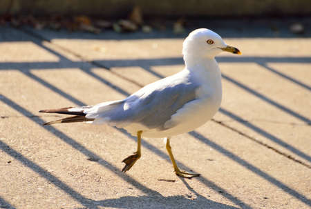 Seagull の写真素材