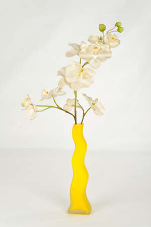 White Phalaenopsisの写真素材