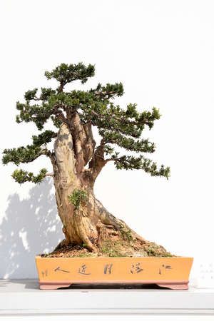 Bonsai treesのeditorial素材