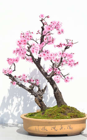Flower tree bonsai