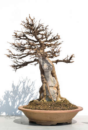 Bonsai treesの写真素材