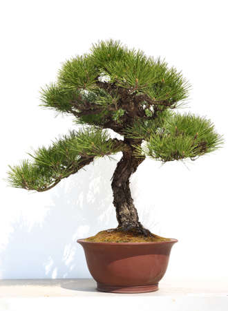 Pine bonsai