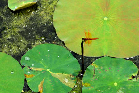 Small dragonfly at pondの写真素材