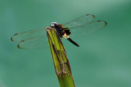 small dragonflyの写真素材