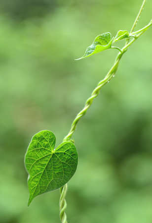 A piece of green leafの写真素材