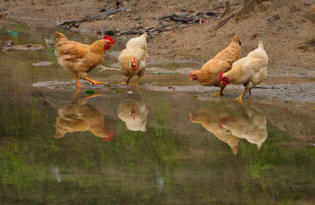 Village chickenの写真素材
