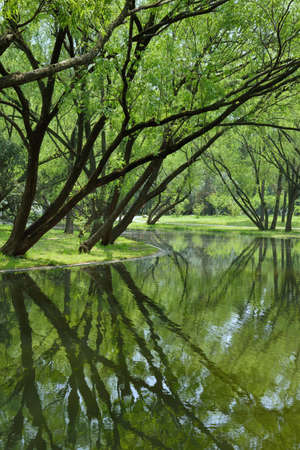 Forest vegetation and Wetland Parkの写真素材
