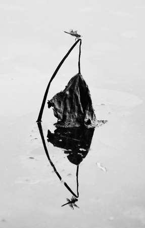 In the pond the lotus black-and-white silhouetteの写真素材