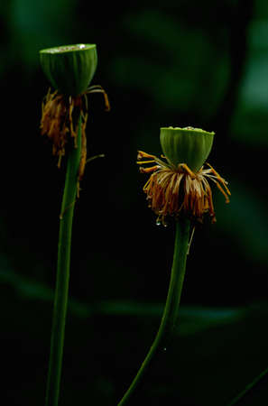 Lotus budの写真素材