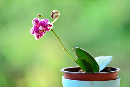Beautiful orchid flower potの写真素材