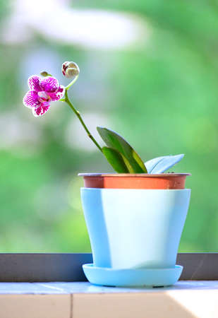 Phalaenopsis on the windowsillの写真素材