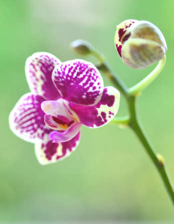 Beautiful purple orchid featuresの写真素材