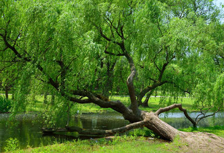 A willow with a sloping Riversideの写真素材