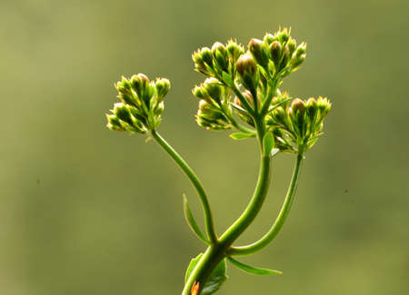 herbaceous plants