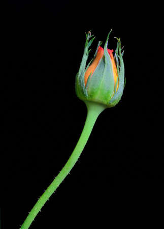 Flower Budの写真素材