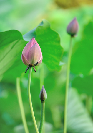 Lotus flowerの写真素材