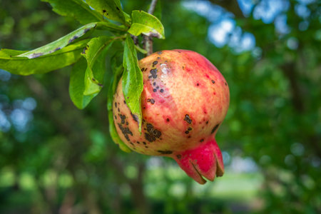 Ripe pomegranate fruit on tree branch. Ripe pomegranate fruit on tree branchの写真素材