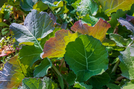 Closeup of green leaves of a kale plant in a vegetable garden