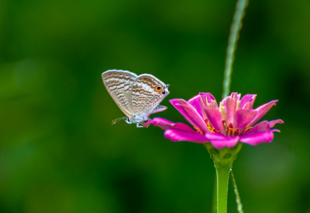 butterfly on pink flower in the garden, closeup of photoの写真素材