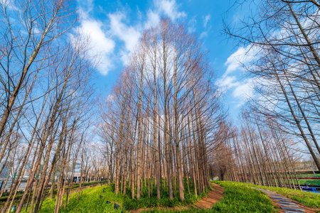 Trees in a row in a park, closeup of photo