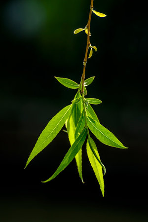 Branch of a willow with green leaves on a black backgroundの写真素材