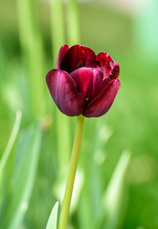 tulip. a bulbous spring-flowering plant of the lily family, with boldly colored cup-shaped flowers.