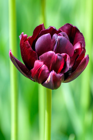 Black tulip with water drops on petals on a green backgroundの写真素材