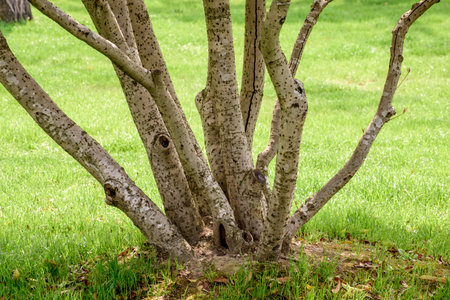 Branch of a tree in the park with green grass in the background