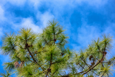 Pine tree with blue sky and cloud background. Pine tree branch with blue sky background