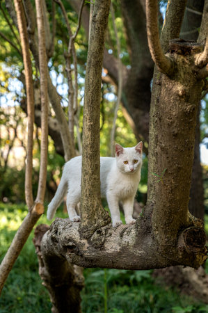 White cat sitting on a tree in the garden. Selective focus.の写真素材