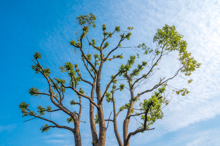 Tree with blue sky background. nature green tree with blue sky background.